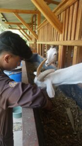 Berkenalan Dengan Deny, Mahasiswa Prodi Peternakan yang Mendapat Penghargaan Bebas Tugas Akhir